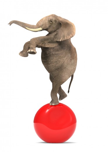Elephant balancing on a big ball Elephant balancing on a big ball